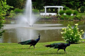 Birch Hill Catering - Kinderhook
